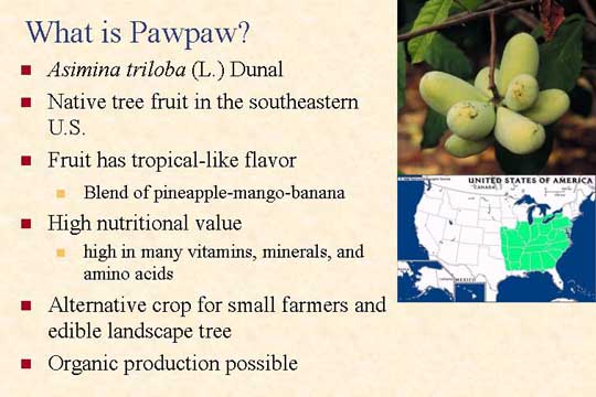 What is pawpaw slide 2