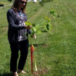 Women planting photo