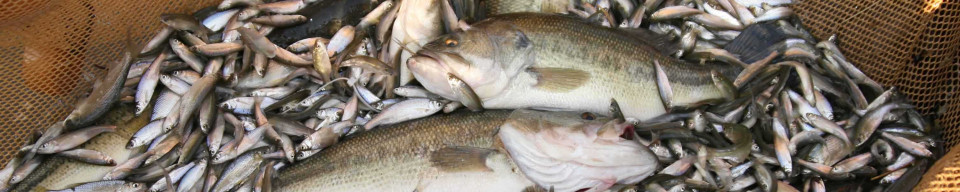 Picture of fish