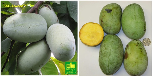 Photographs of the recent KSU pawpaw release KSU-AtwoodTM