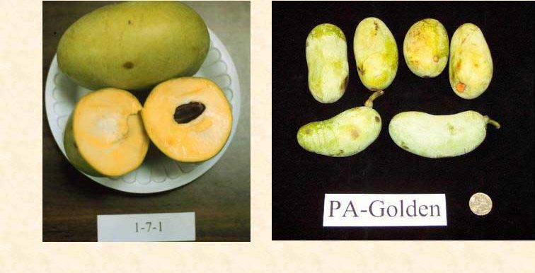 1-7-1 and PA-Golden slide