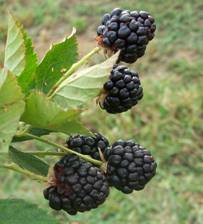 Blackberries