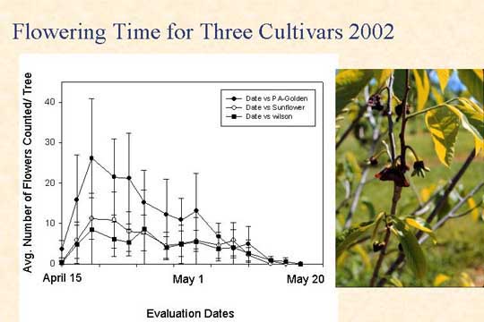 Flowering time for three cultivars 2002