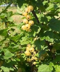 Gooseberries and Currants
