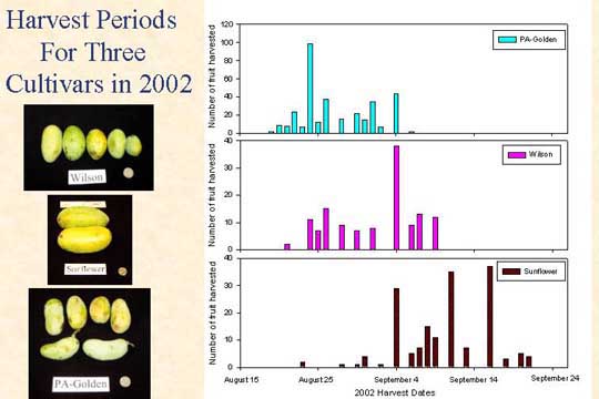 Harvest periods for three cultivards 2002 slide