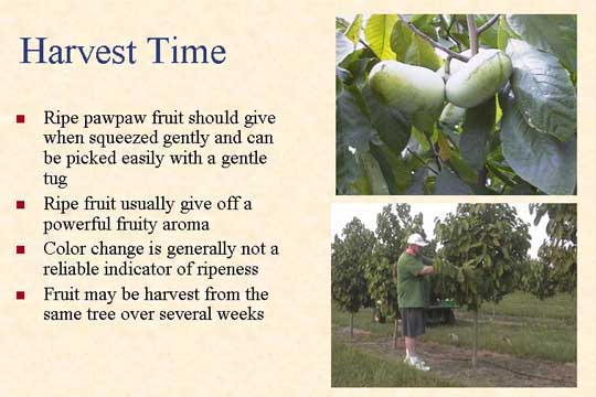 Harvest time slide