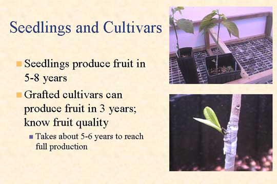 Seedlings and Cultivars slide