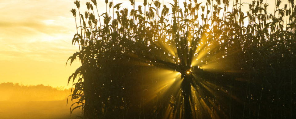 FRANKFORT, Ky., -- KSU Benson Research and Demonstration Farm features including sunrise, blackberries, and spidersWednesday, Oct. 04, 2017 at the Benson Research Farm in FRANKFORT.